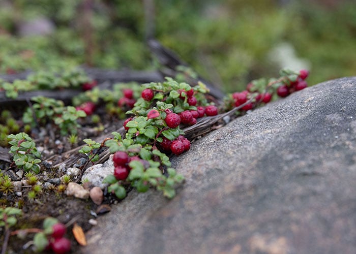 Développement durable